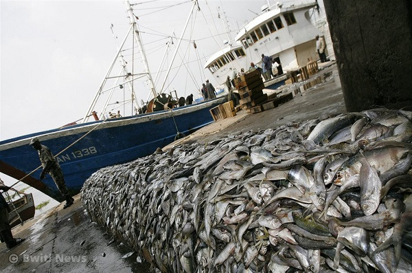 
                                             IUU FISHING: Cameroon receives a red card from the European Union.  <br> The country's fisheries products will not be able to access the European market.  	